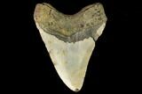 Fossil Megalodon Tooth - North Carolina #124681-2